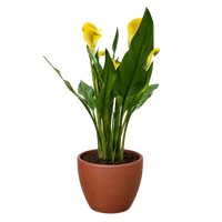 Calla Lily