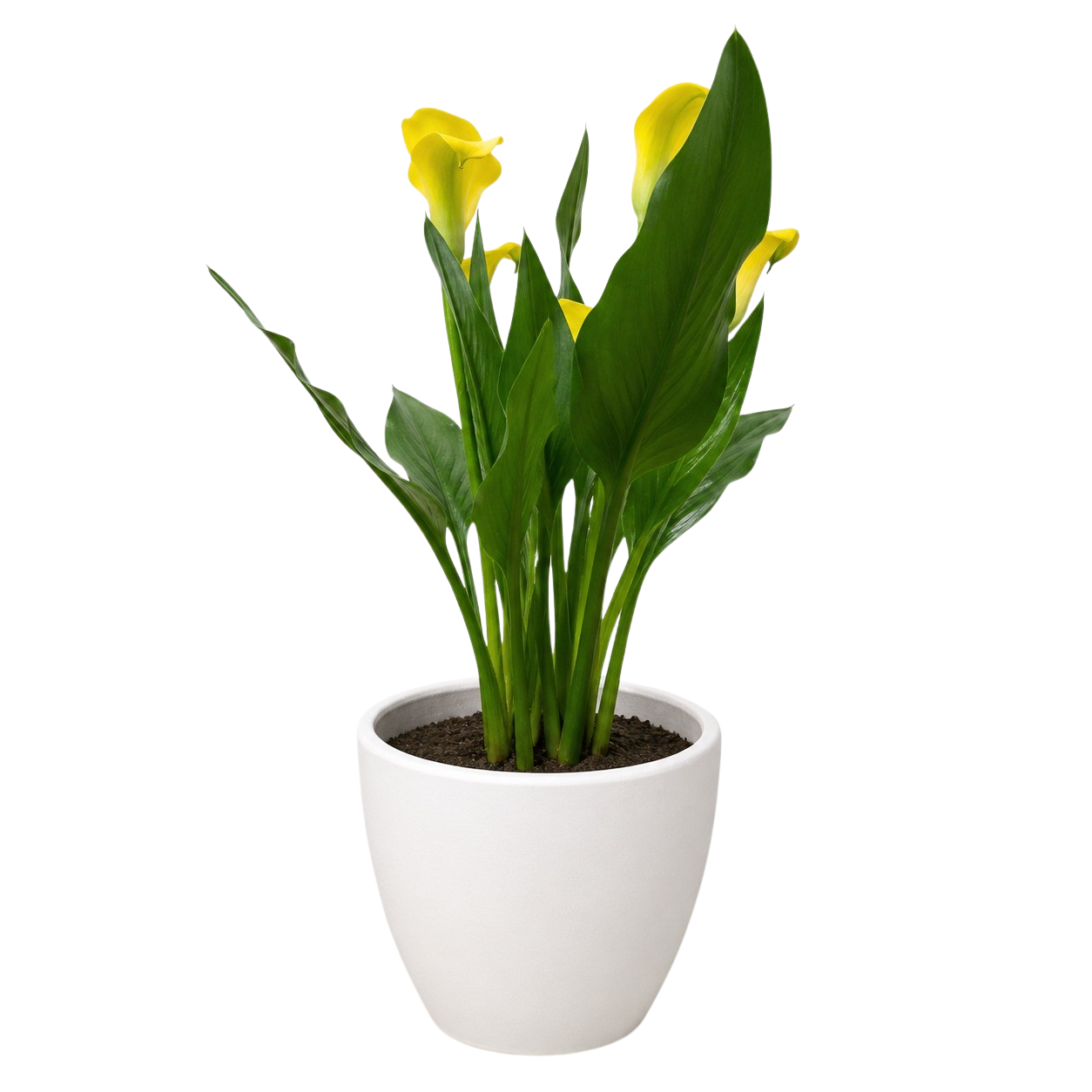 Calla Lily