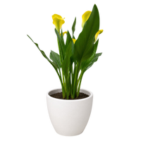 Calla Lily