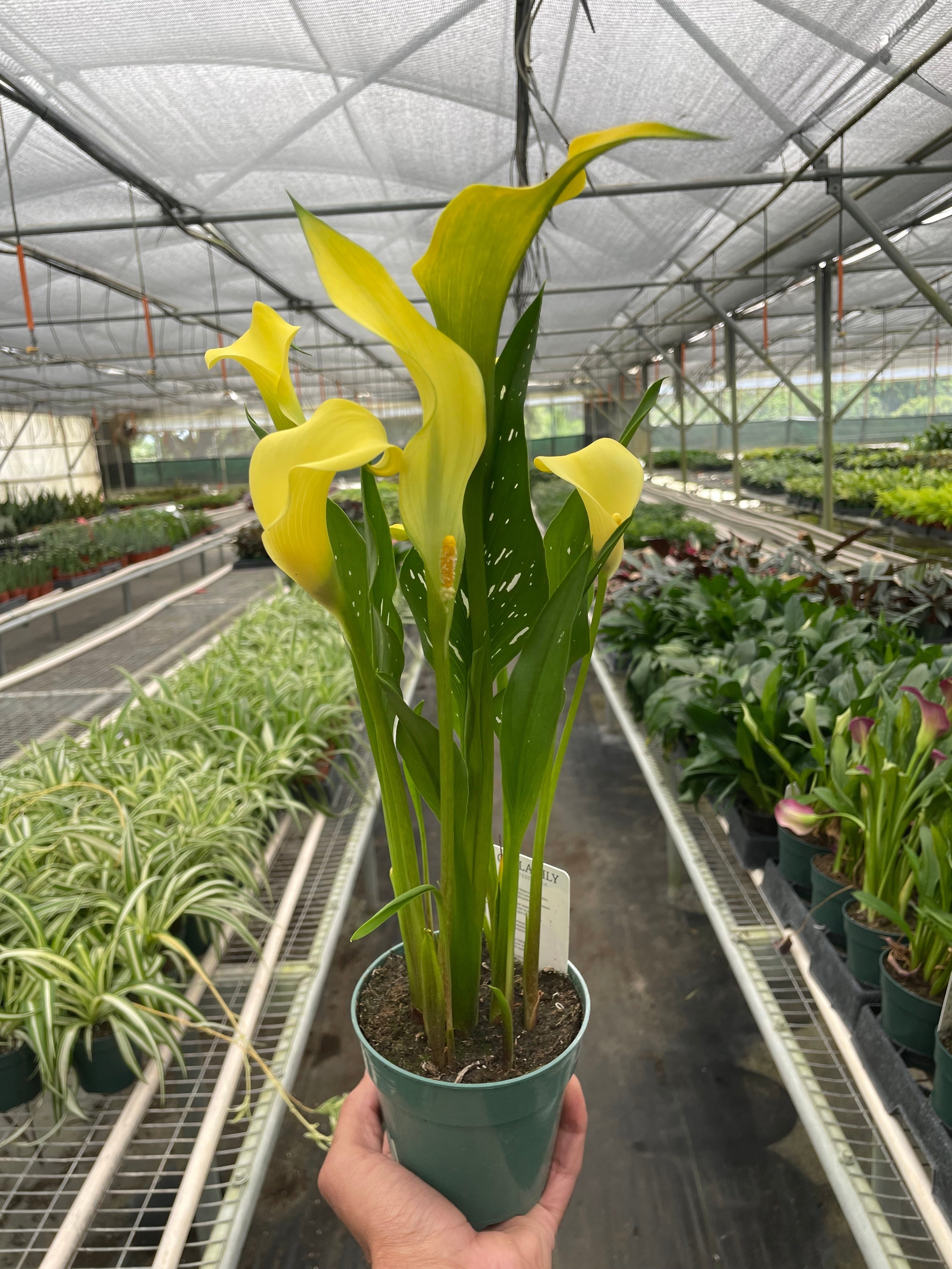 Cally Lily Flowers