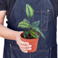 Calathea Peacock Beauty Star