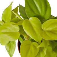 Philodendron Heartleaf Hederaceum Lemon Lime