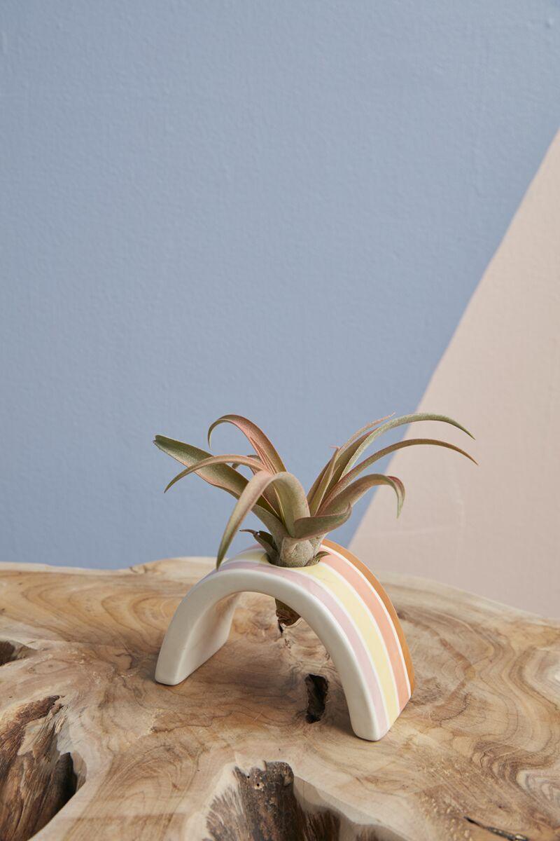 Ceramic Hope Tillandsia Holder - Bumble Plants