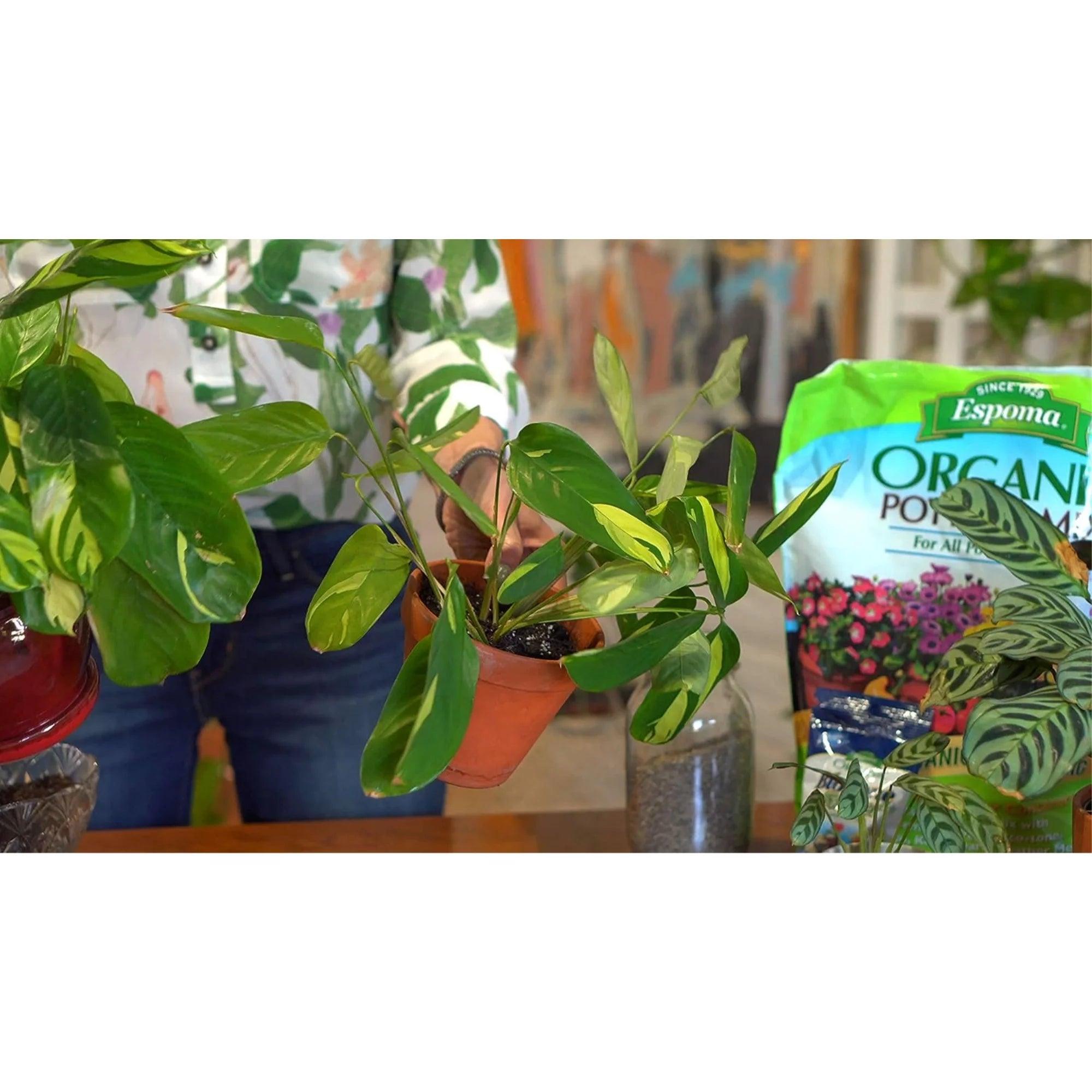 Organic Potting Soil Mix -8 QT - Bumble Plants