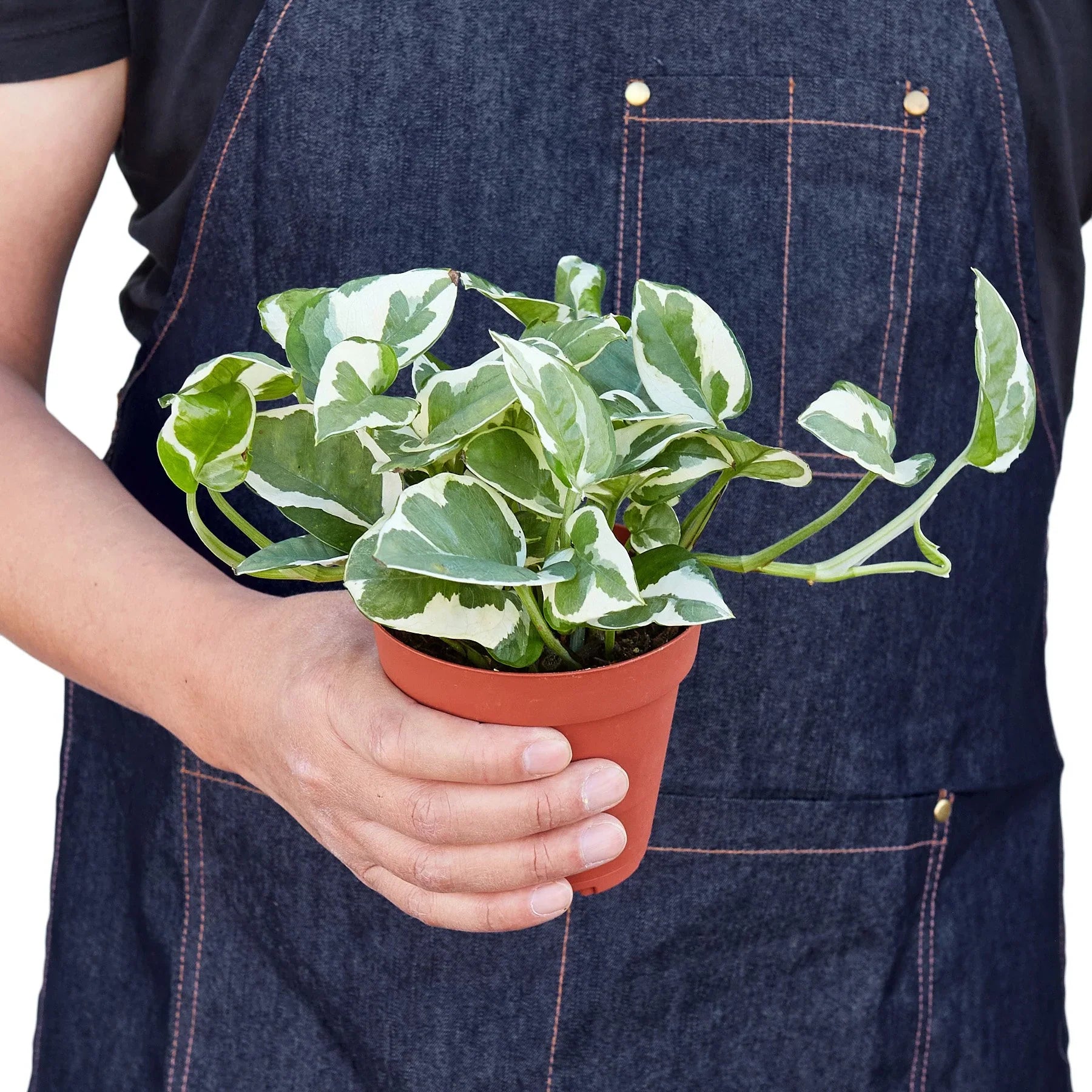 Epipremnum Aureum Pothos NJoy Pearls