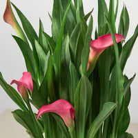 Cally Lily Flowers