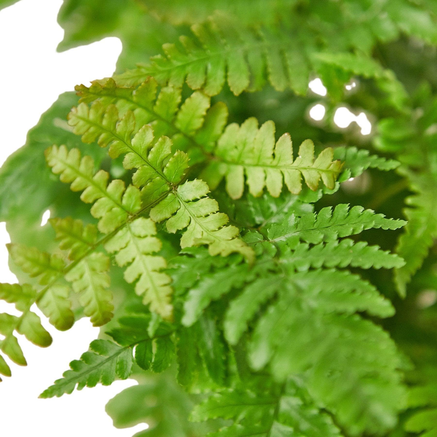 'Autumn' Fern - Bumble Plants