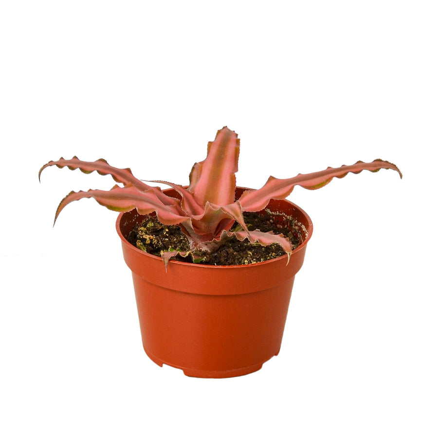 Cryptanthus Pink Earth Star