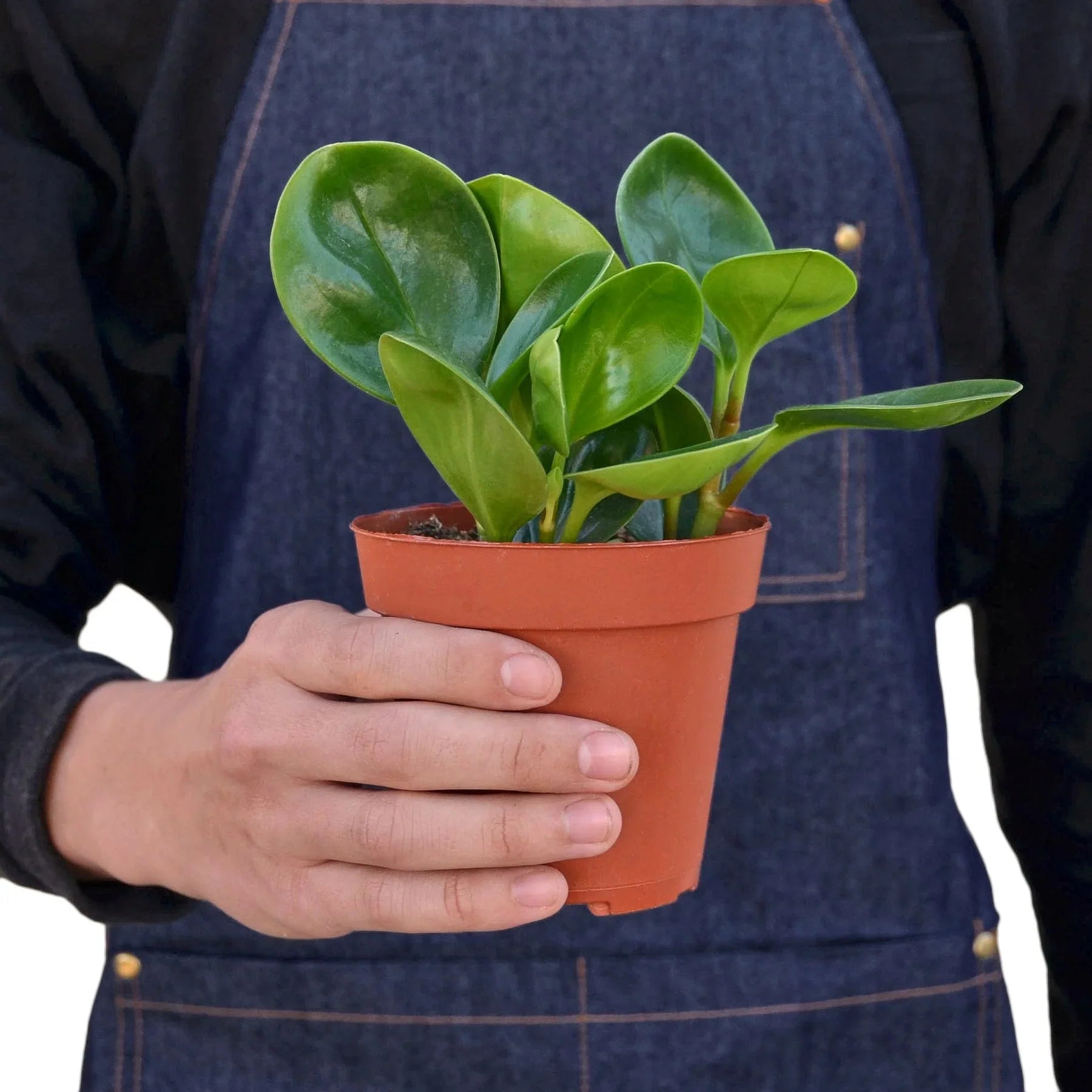 Peperomia Radiator Thailand