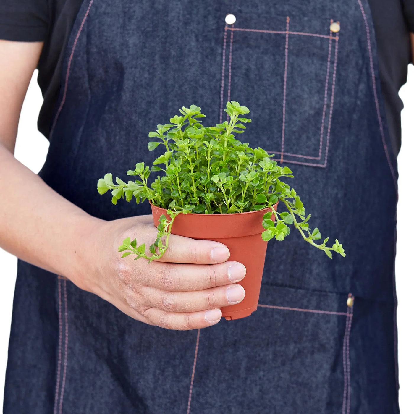 Pilea Depressa 'Baby Tears'