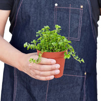 Pilea Depressa 'Baby Tears'