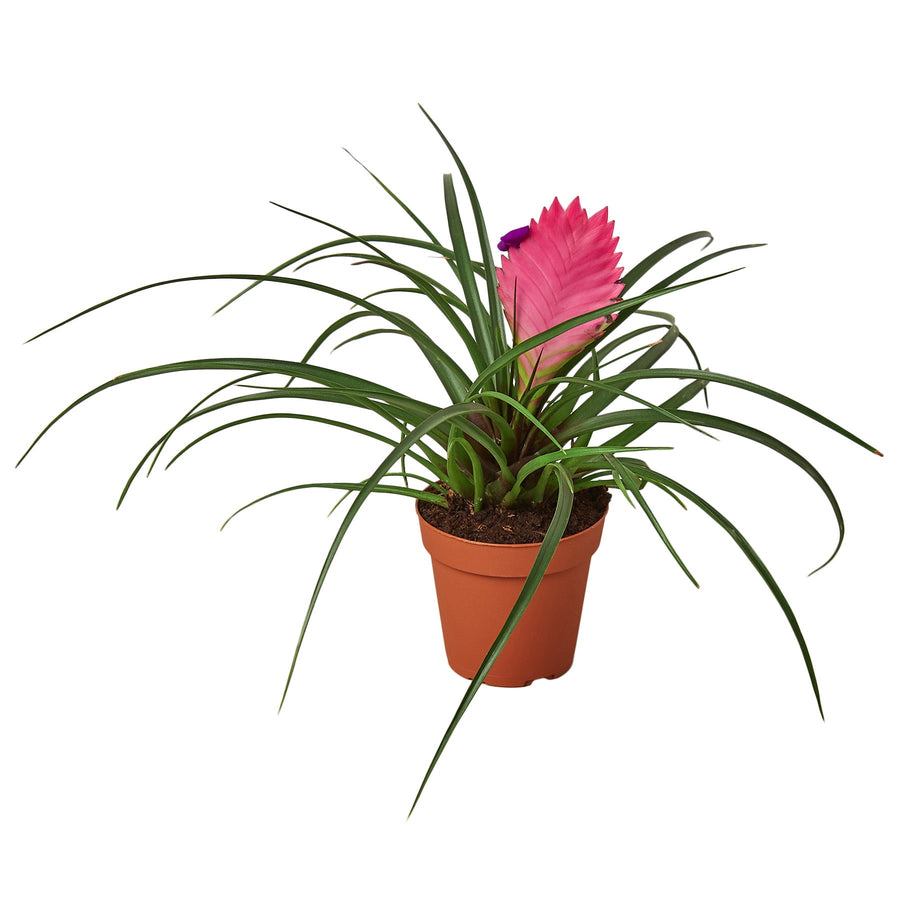 Tillandsia Cyanea 'Pink Quill' Bromeliad