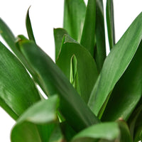 Cordyline Fruticosa Glauca