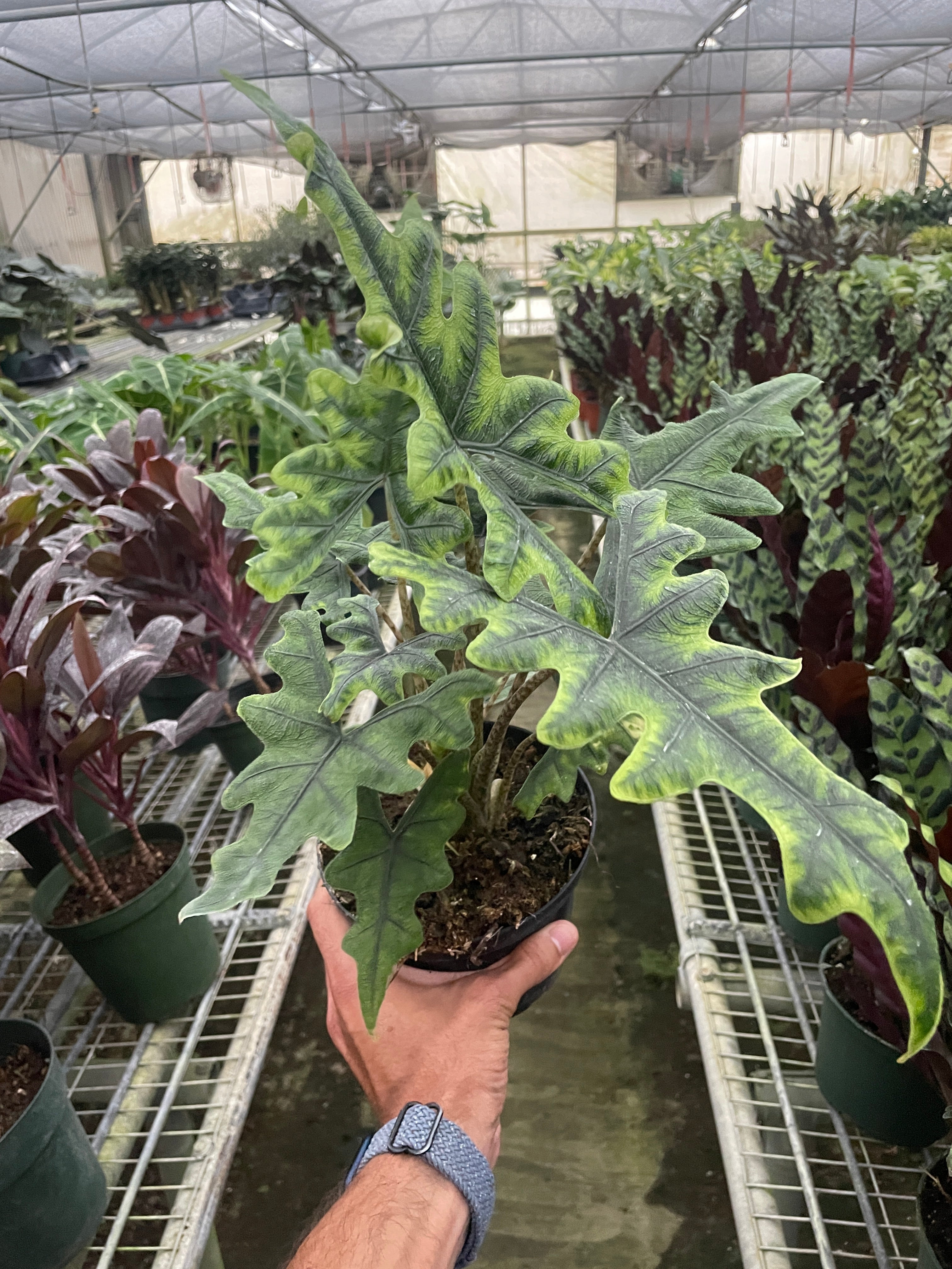 Alocasia Jacklyn