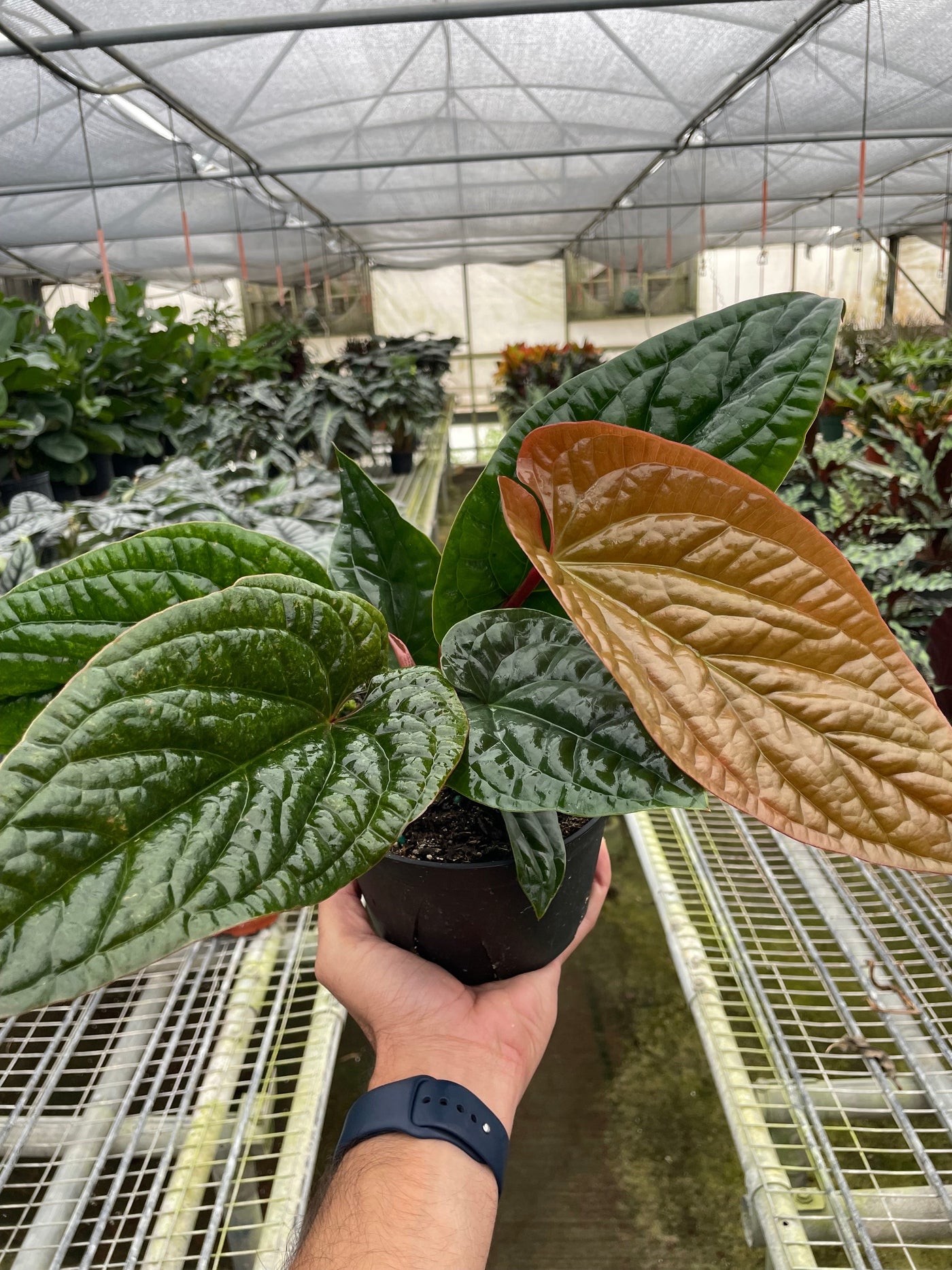 anthurium luxurians hybrid Anthurium Radicans x Luxurians Hybrid