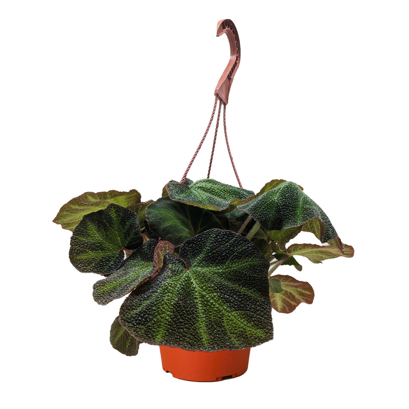 Begonia Sun-Changing 'Soli Mutata'