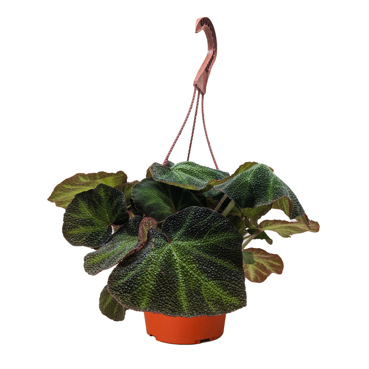 Begonia Sun-Changing 'Soli Mutata'
