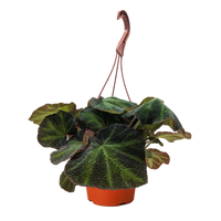 Begonia Sun-Changing 'Soli Mutata'