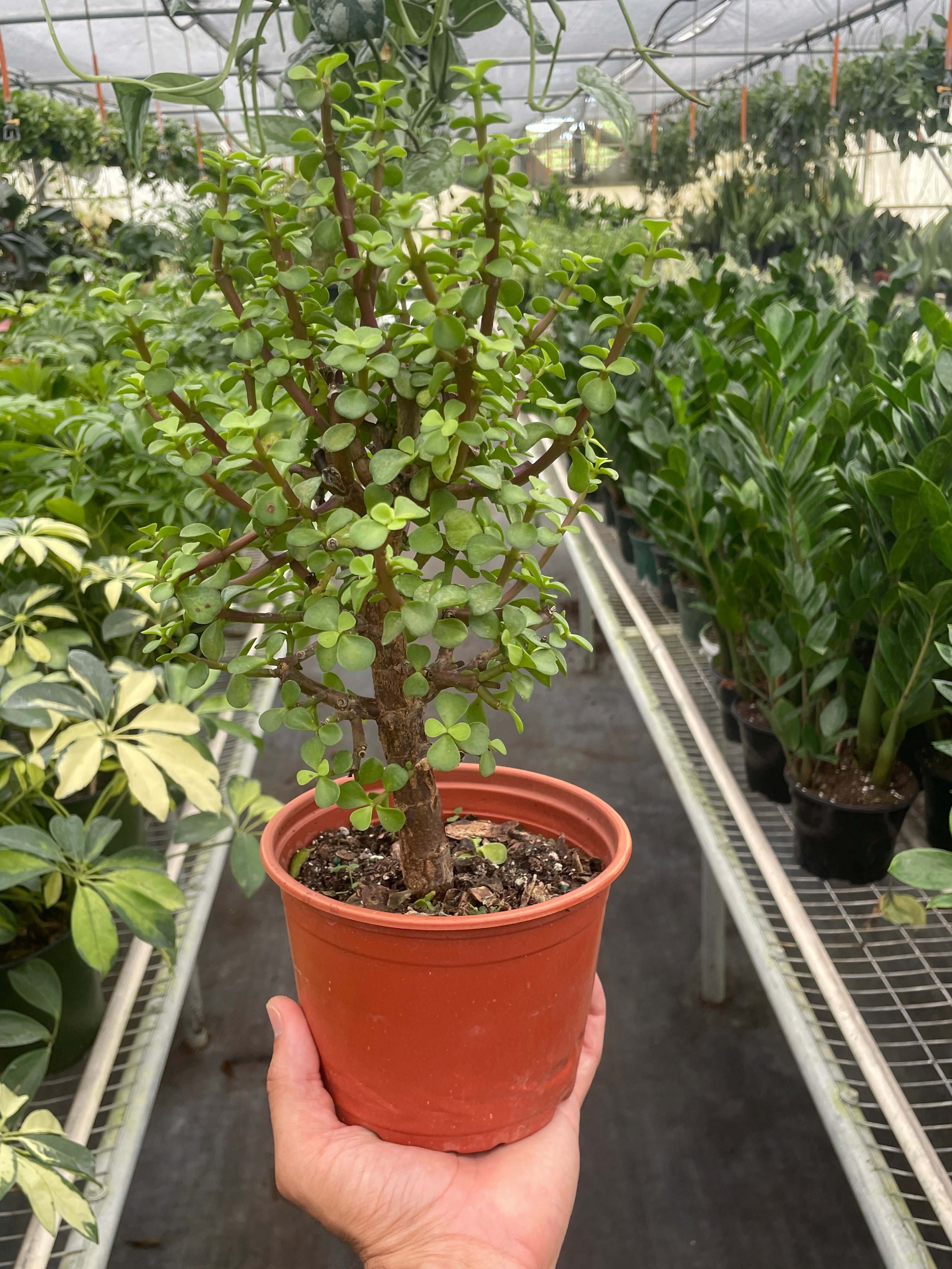 Portulacaria Bonsai Jade Dwarf Green