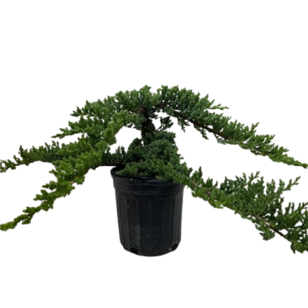 Juniper Jade Bonsai Tree