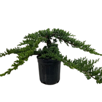 Juniper Jade Bonsai Tree