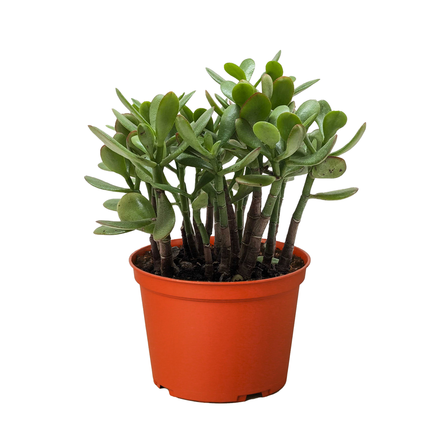 Crassula 'Jade' Succulent