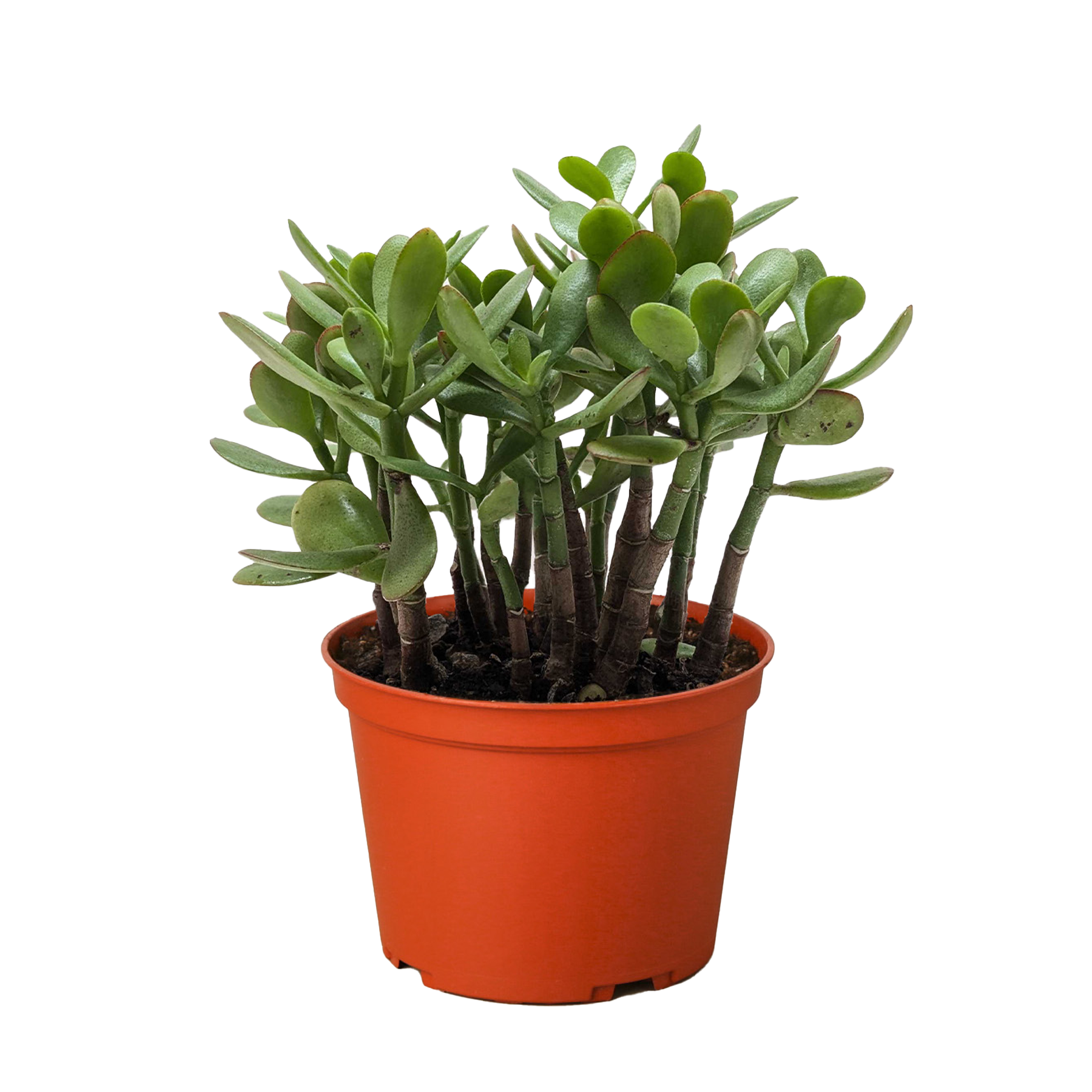 Crassula 'Jade' Succulent