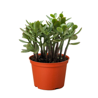 Crassula 'Jade' Succulent