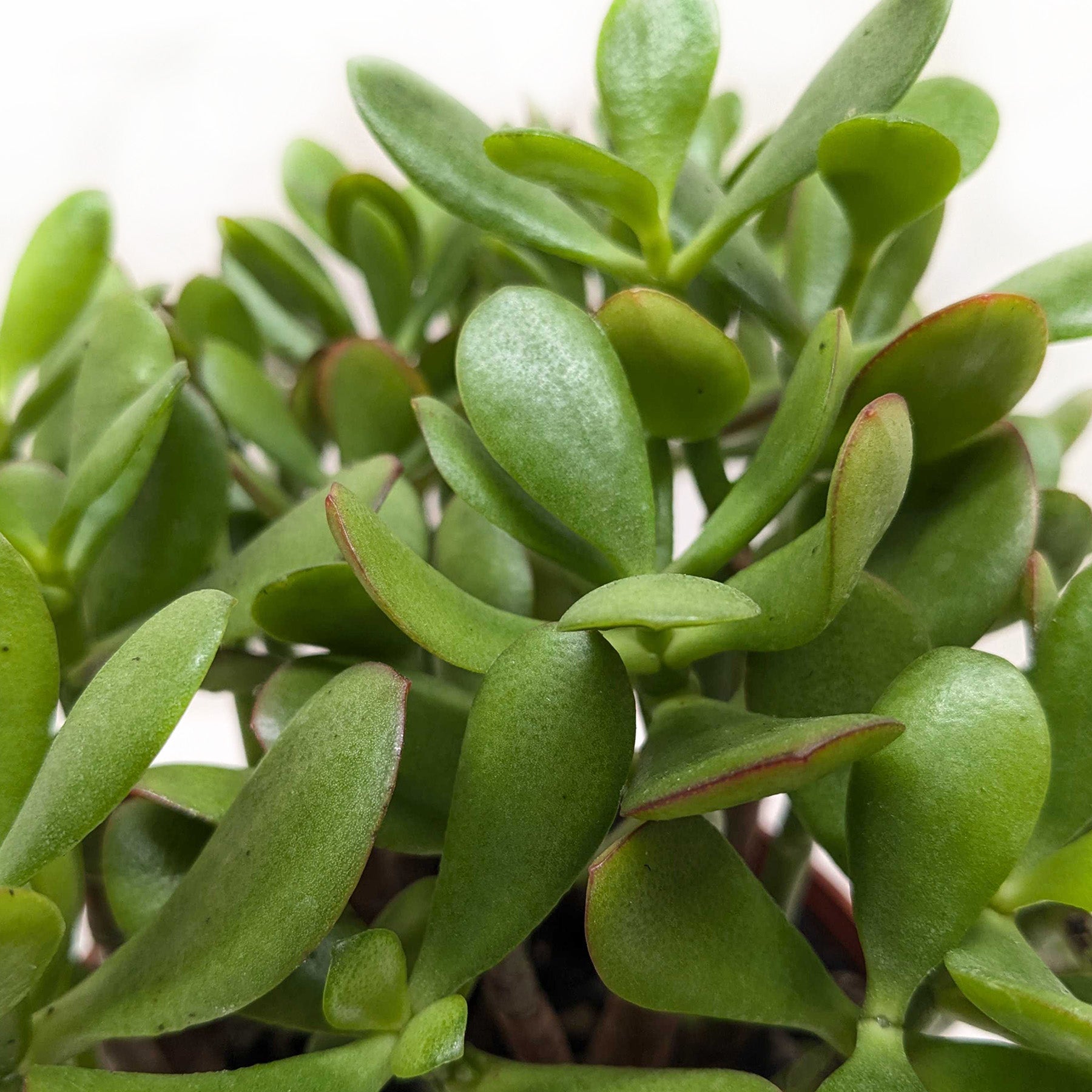 Crassula 'Jade' Succulent