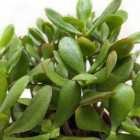 Crassula 'Jade' Succulent