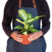 Dieffenbachia Memoria Corsii 'Amy'