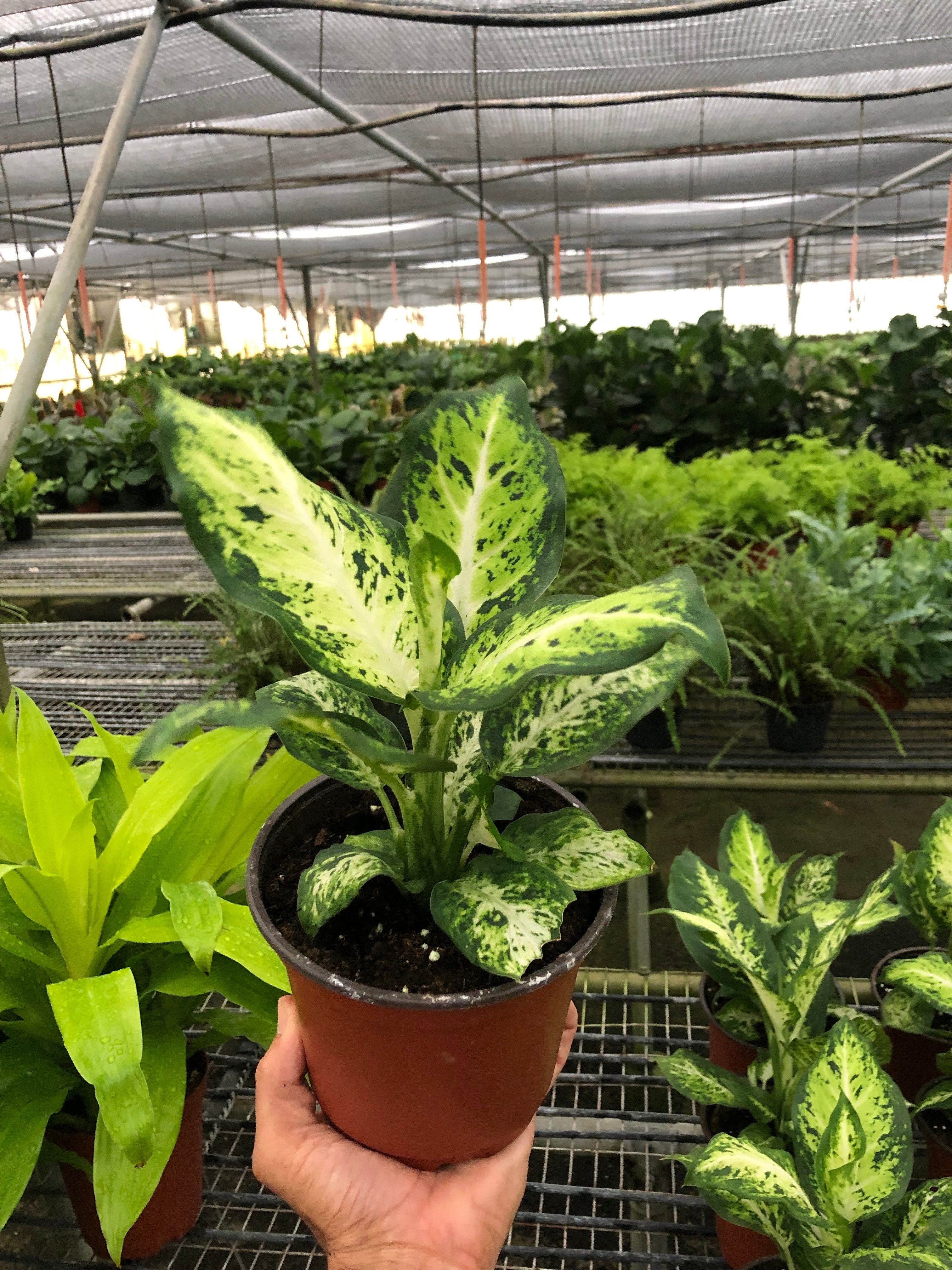 Dieffenbachia Memoria Corsii 'Amy'