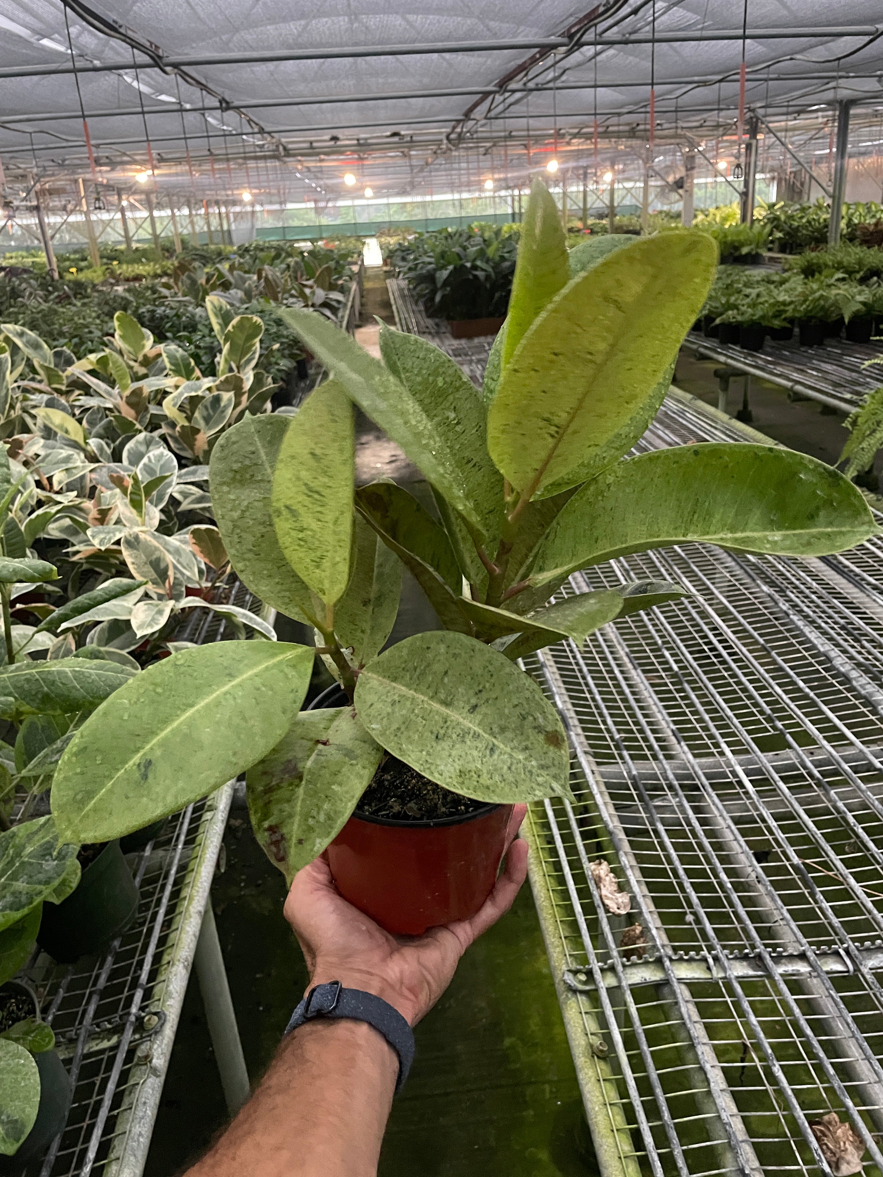 Ficus Elastica Shivereana "Moonshine"