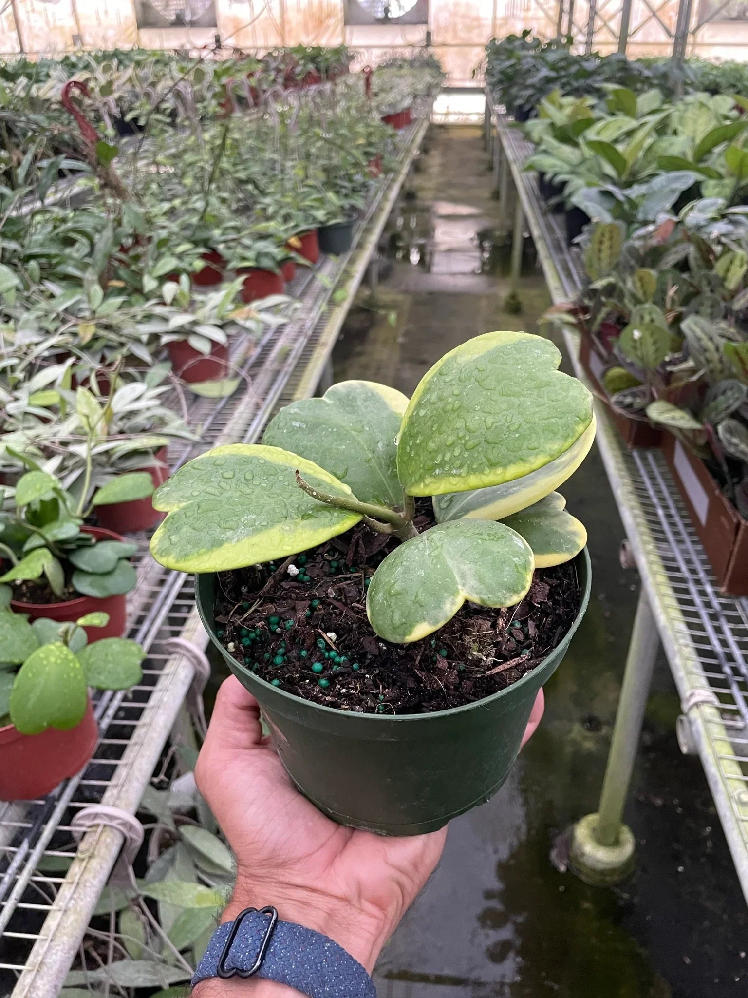 Variegated Sweetheart Hoya Kerrii Albo