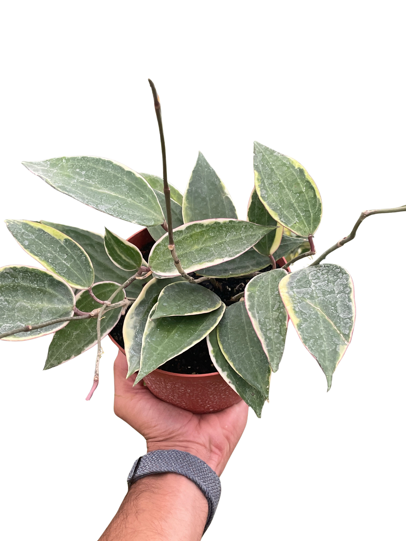 Variegated Hoya Macrophylla Albo