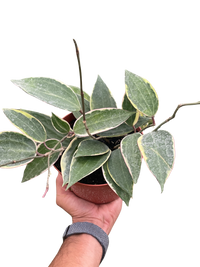 Variegated Hoya Macrophylla Albo