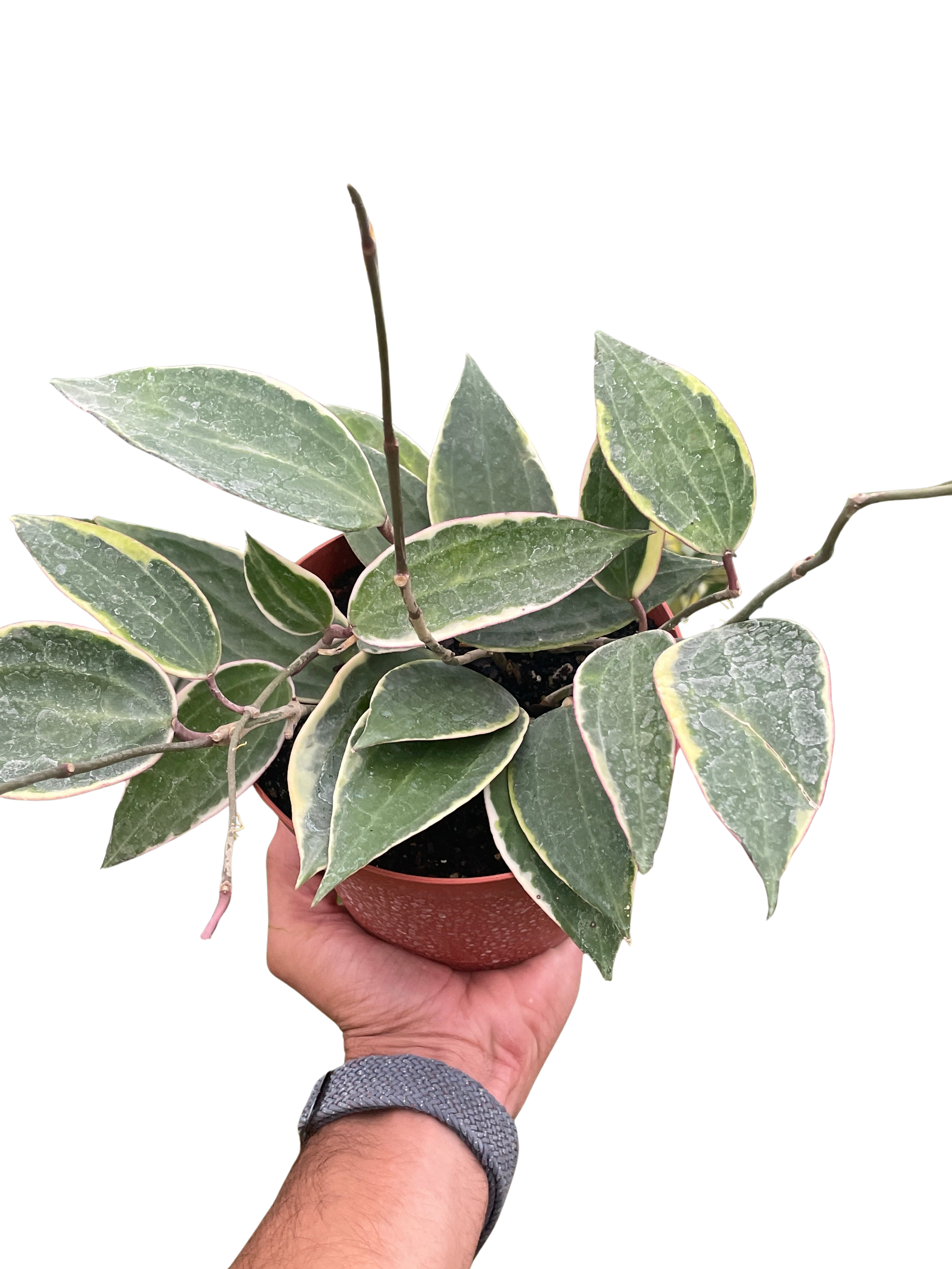 Variegated Hoya Macrophylla Albo