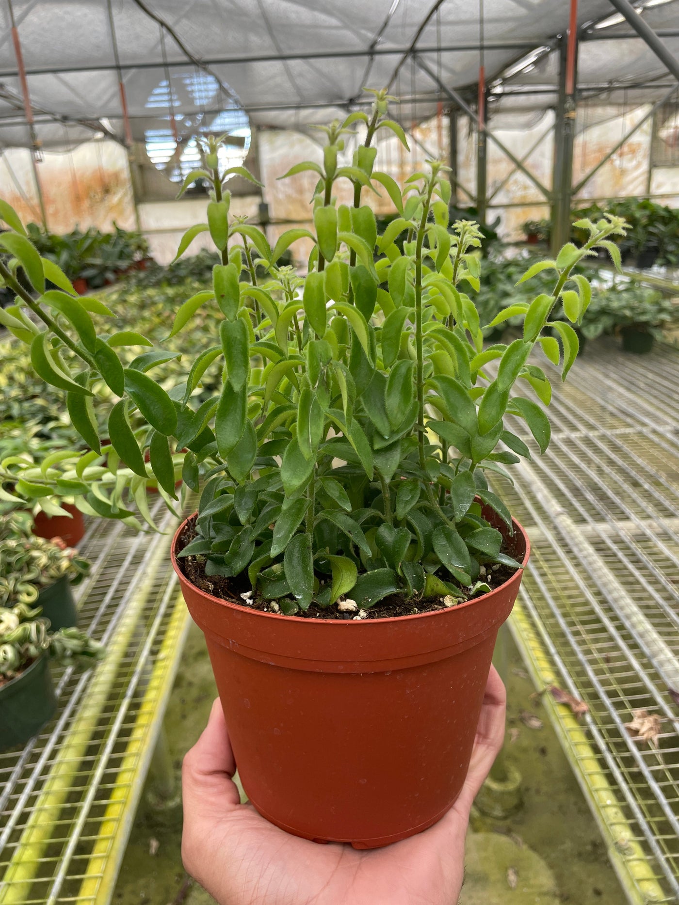 Aeschynanthus Radicans Curly Lipstick Plant