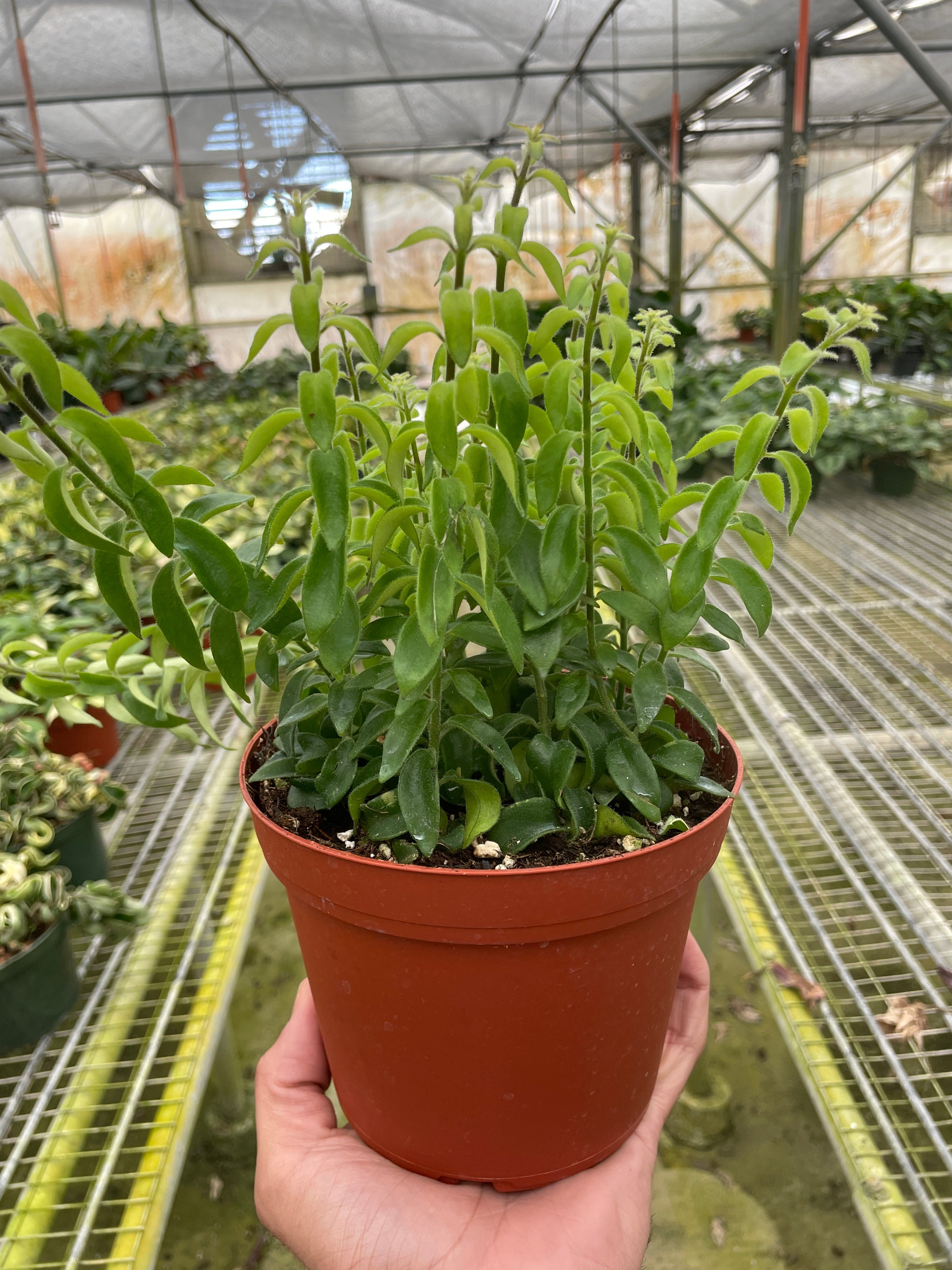 Aeschynanthus Radicans Curly Lipstick Plant
