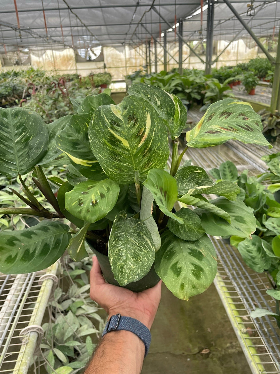 Variegated Maranta Leuconeura Kerchoveana