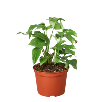 Rhaphidophora Tetrasperma Mini Monstera 'Ginny'