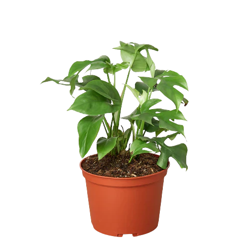 Rhaphidophora Tetrasperma Mini Monstera 'Ginny'