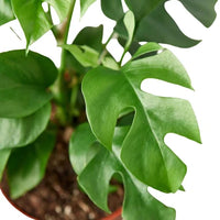 Rhaphidophora Tetrasperma Mini Monstera 'Ginny'
