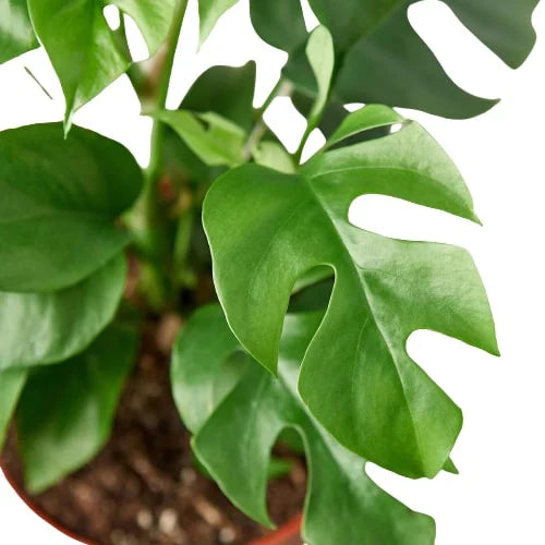 Rhaphidophora Tetrasperma Mini Monstera 'Ginny'