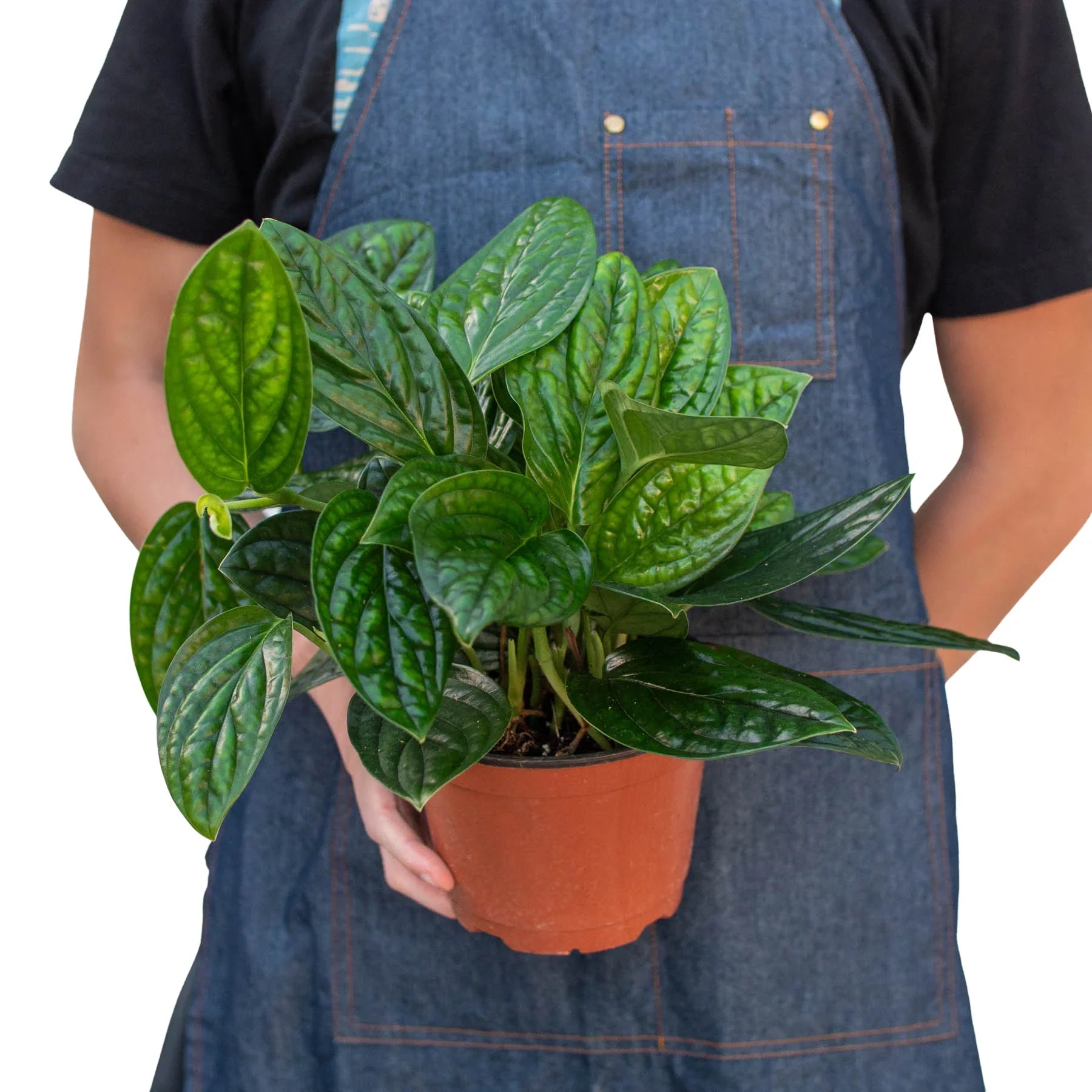 Monstera Peru Karstenianum