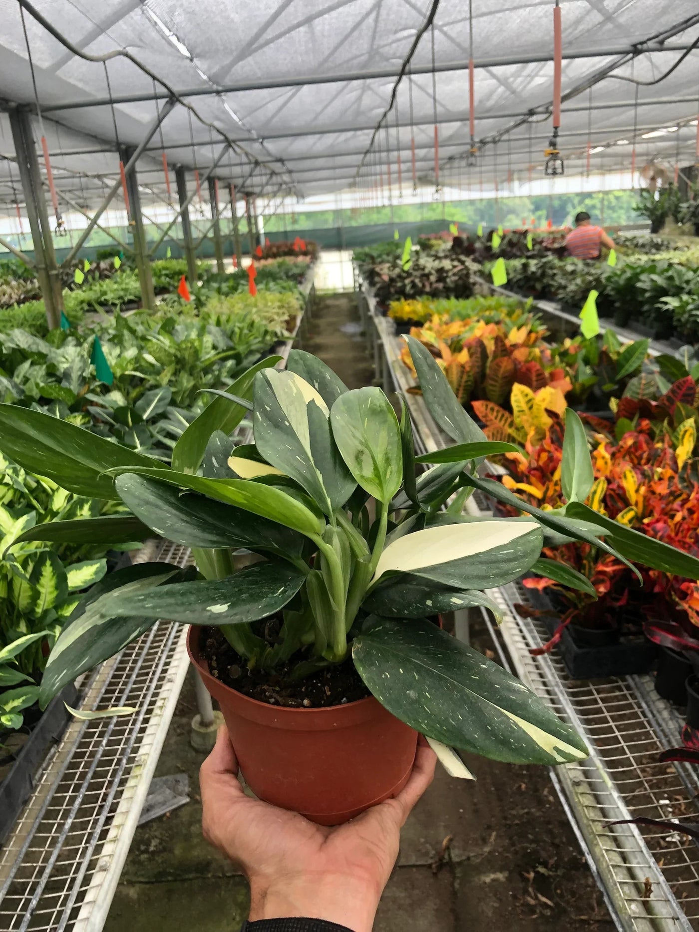 monstera standleyana mature form Monstera Standleyana 'Albo Variegata'