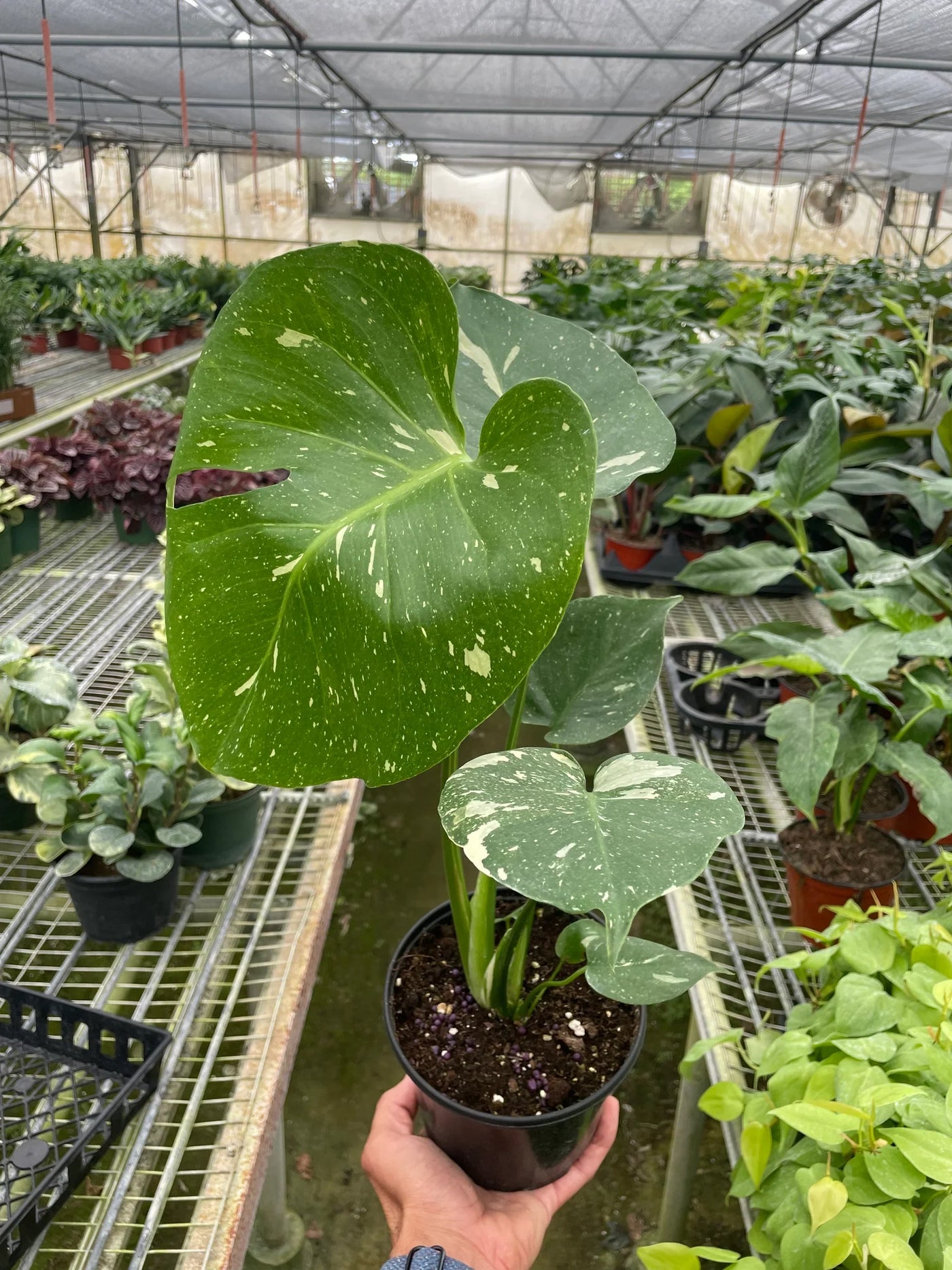 monstera temp Monstera Deliciosa 'Thai Constellation'