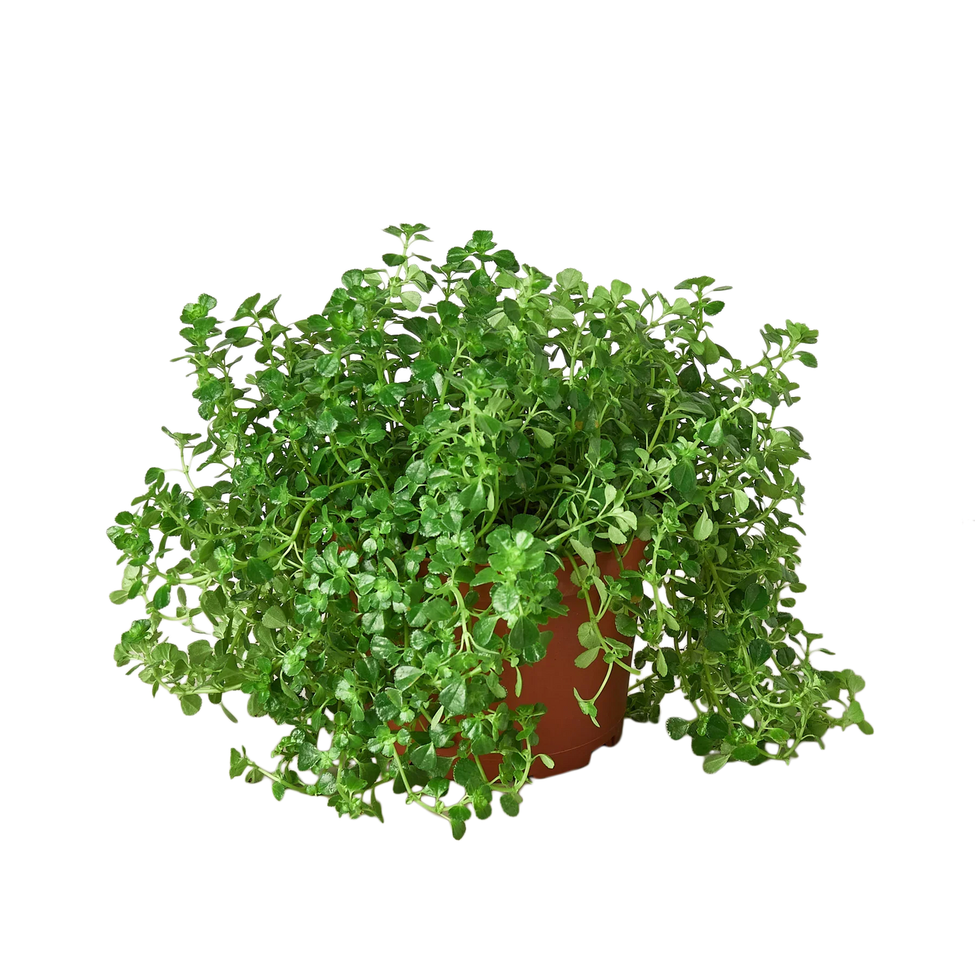 Pilea Depressa 'Baby Tears'