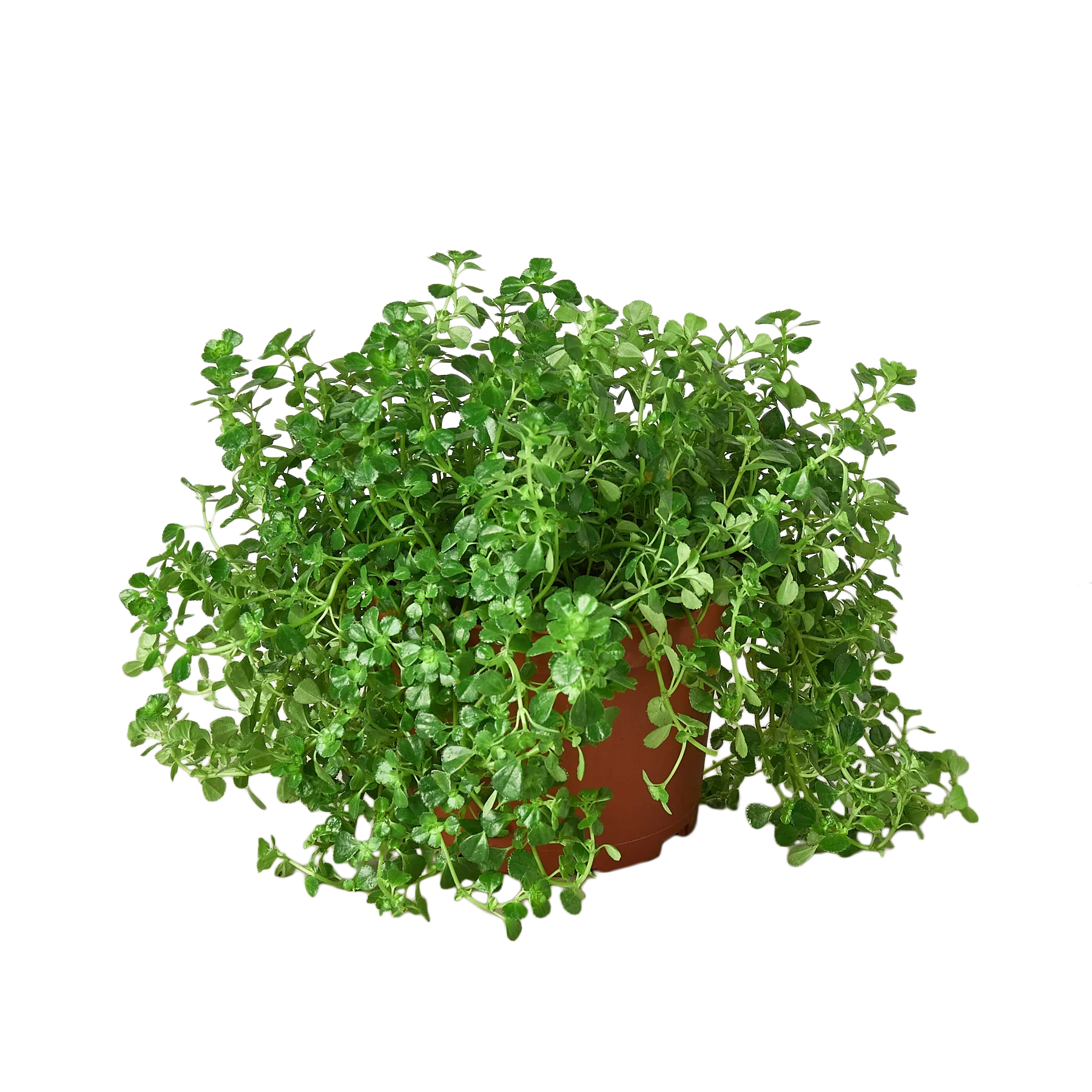 Pilea Depressa 'Baby Tears'