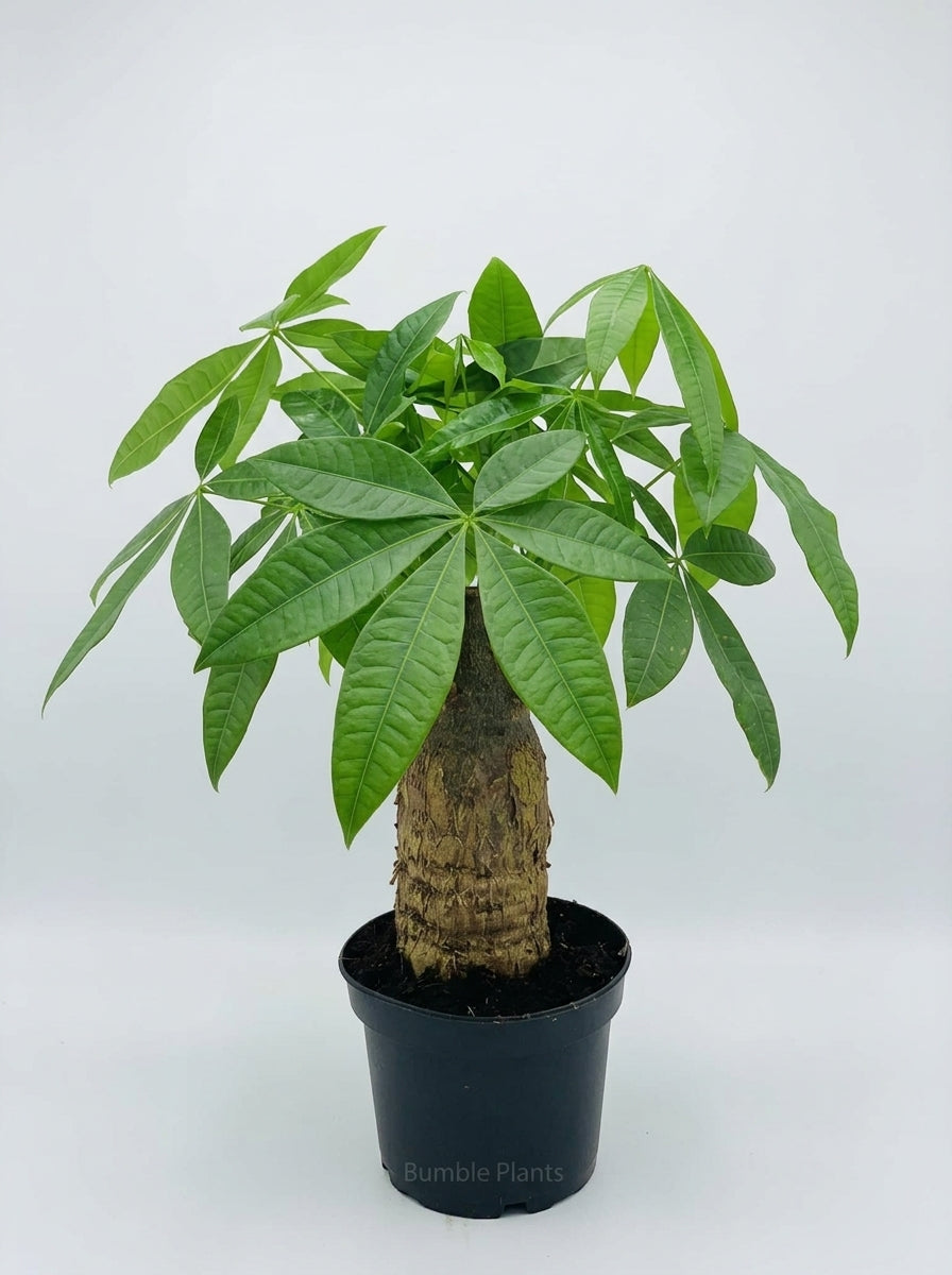 Money Tree 'Guiana Chestnut' Pachira Stump